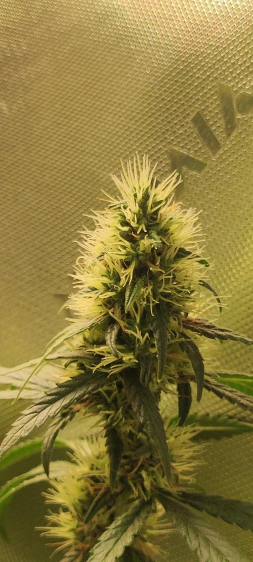 Grateful End OG. Week 11