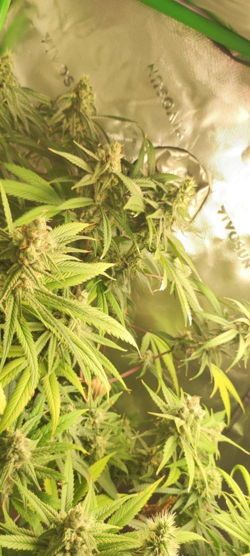 Skywalker Haze. Week 11