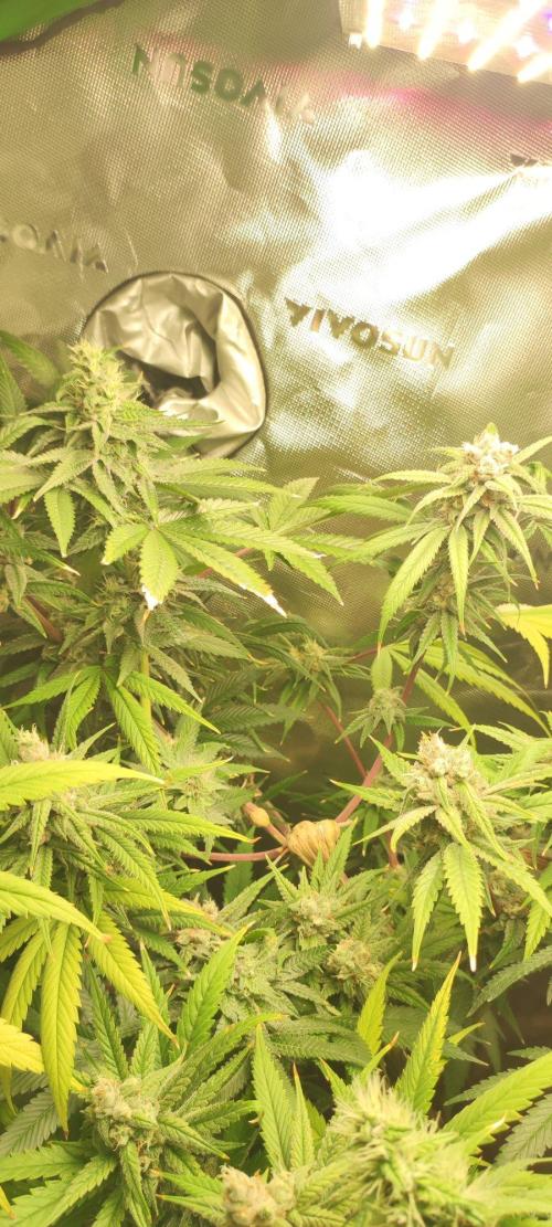 Skywalker Haze. Week 11