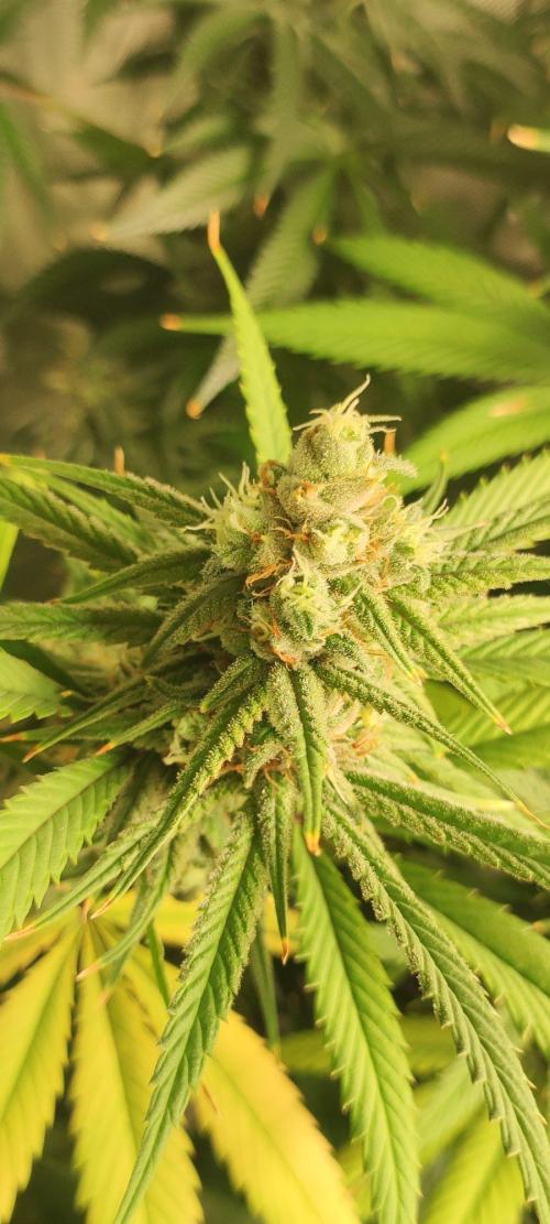 Skywalker Haze. Week 11