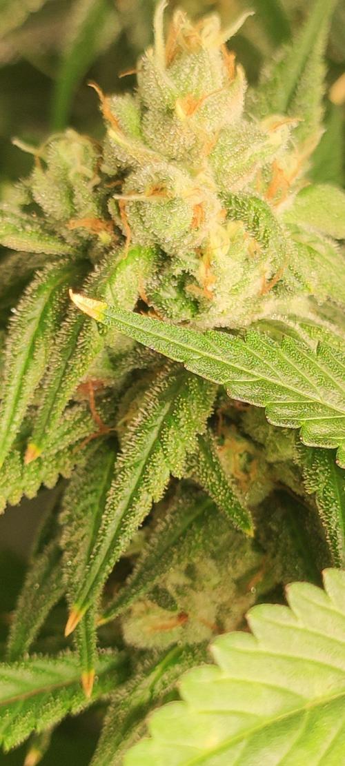 Skywalker Haze. Week 11