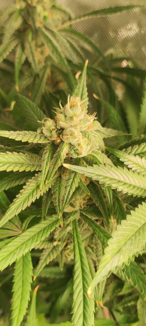 Skywalker Haze. Week 11