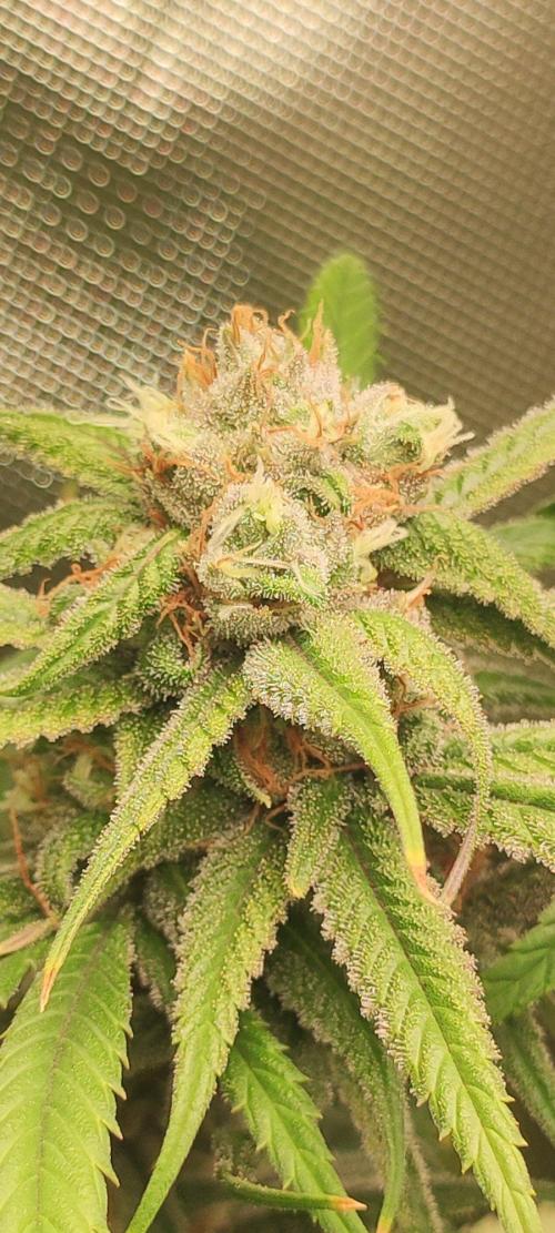 Skywalker Haze. Week 11