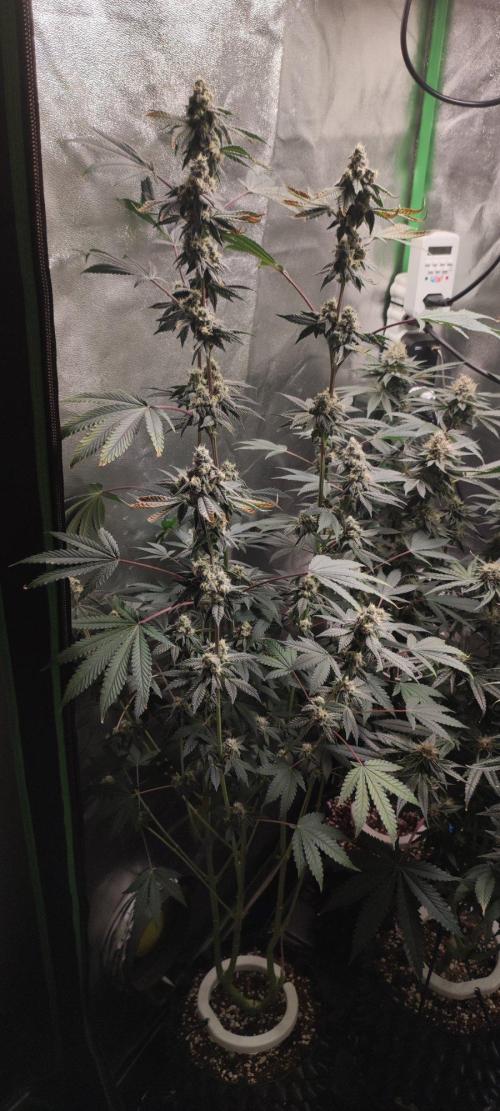 Grape Pie. Week 11