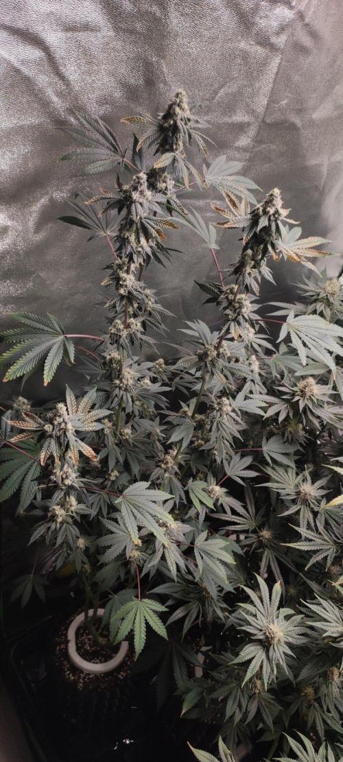 Grape Pie. Week 11