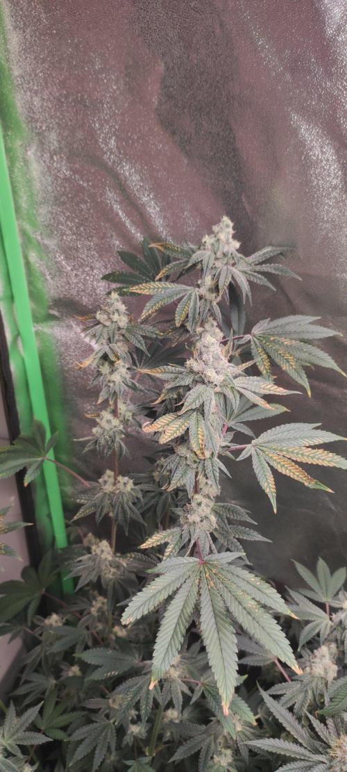 Grape Pie. Week 11