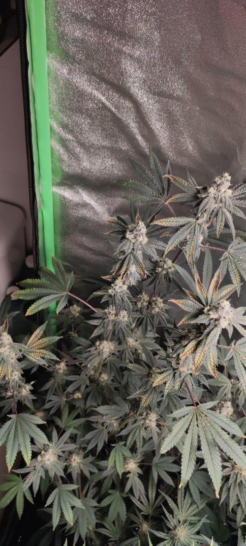 Grape Pie. Week 11