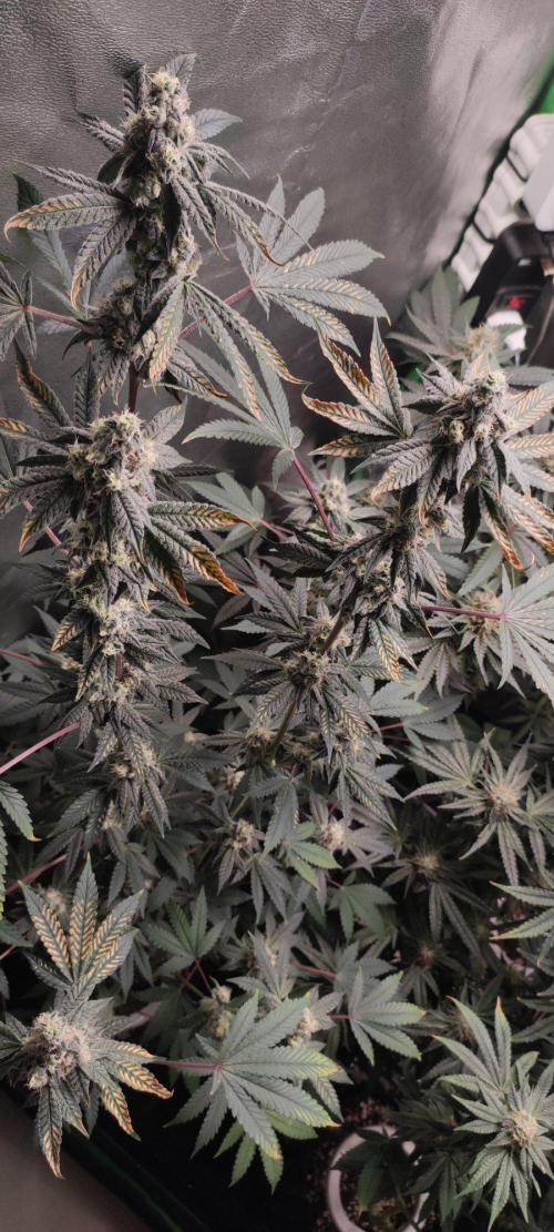 Grape Pie. Week 11