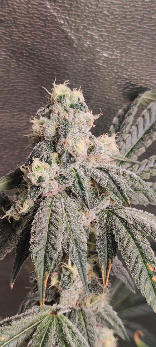Grape Pie. Week 11