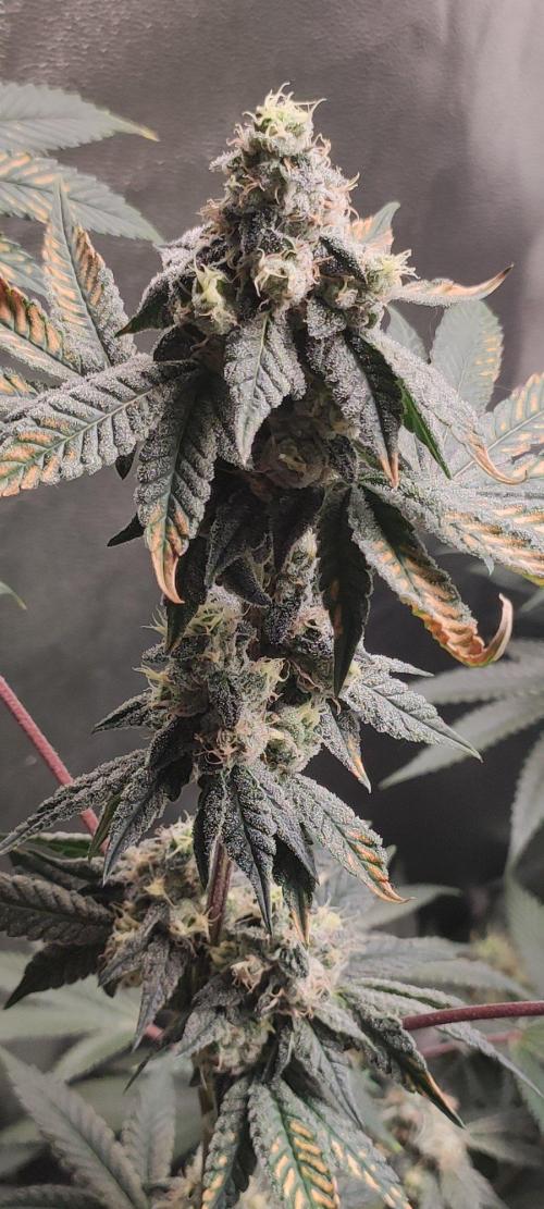 Grape Pie. Week 11