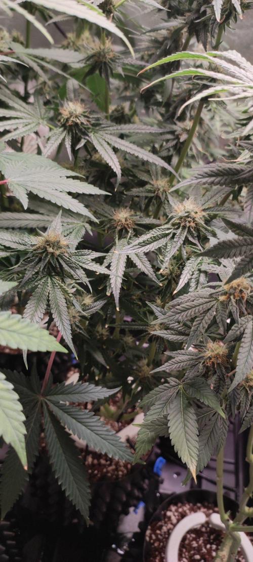 Wedding Cake. Week 12