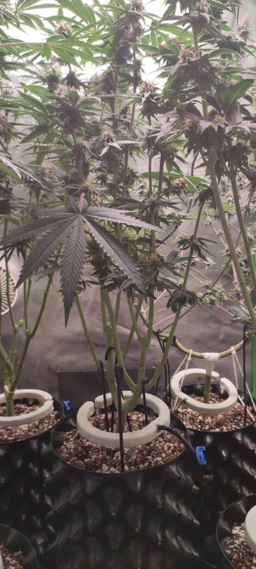 Wedding Cake. Week 12