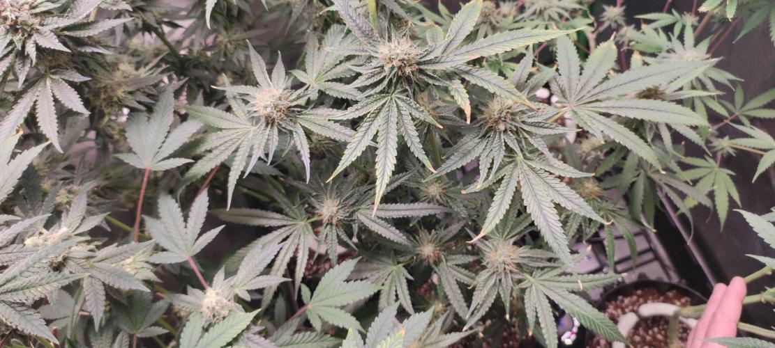 Wedding Cake. Week 12