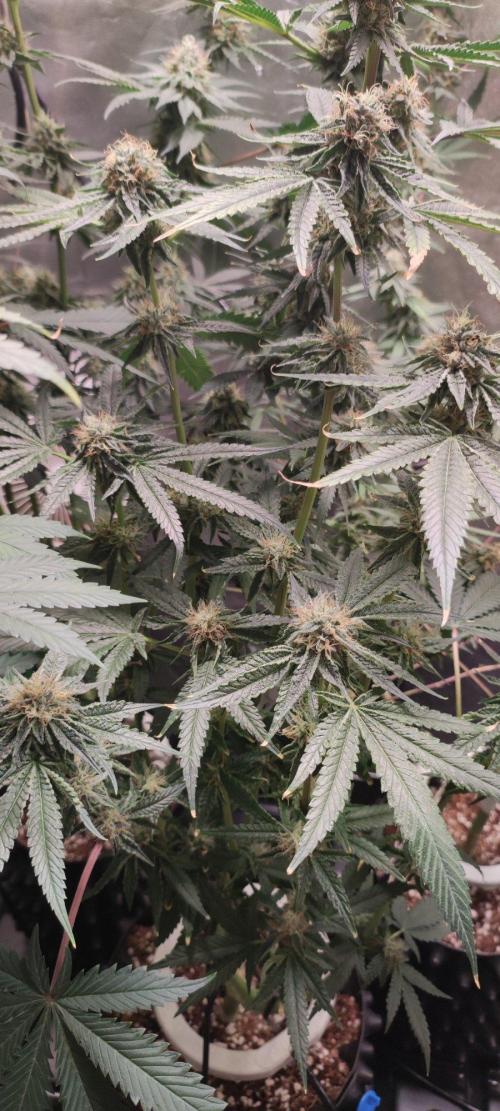 Wedding Cake. Week 12