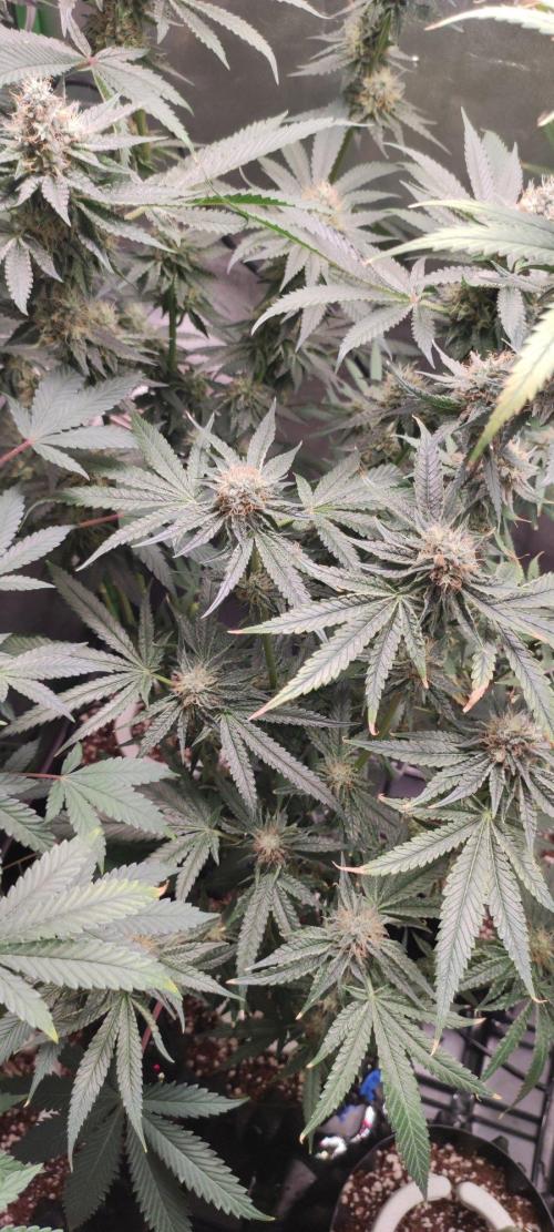 Wedding Cake. Week 12