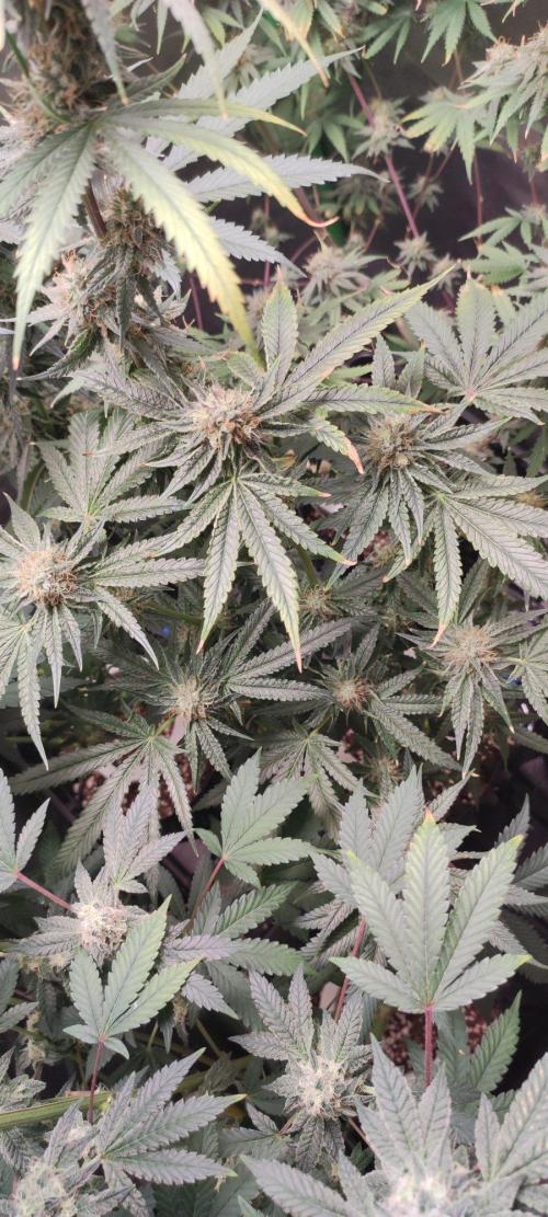 Wedding Cake. Week 12