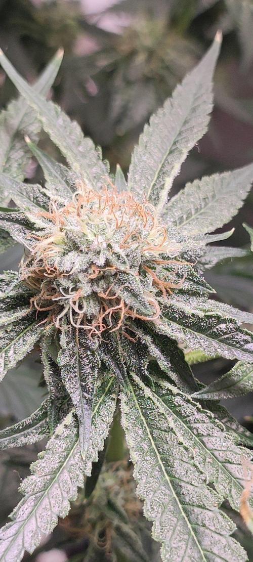 Wedding Cake. Week 12