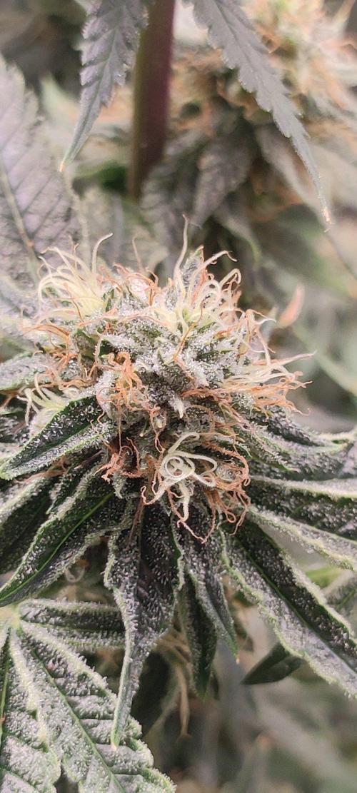Wedding Cake. Week 12