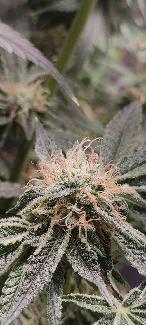 Wedding Cake. Week 12