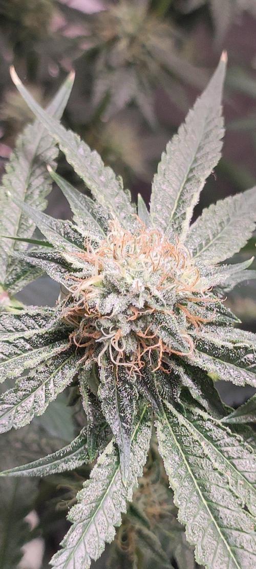 Wedding Cake. Week 12
