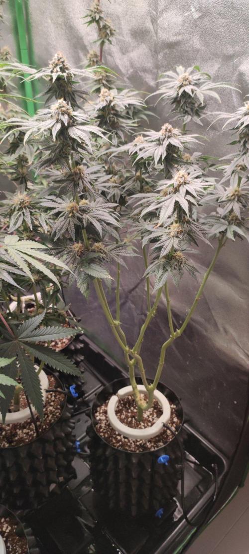 Gorilla Candy. Week 12