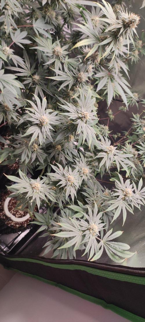 Gorilla Candy. Week 12