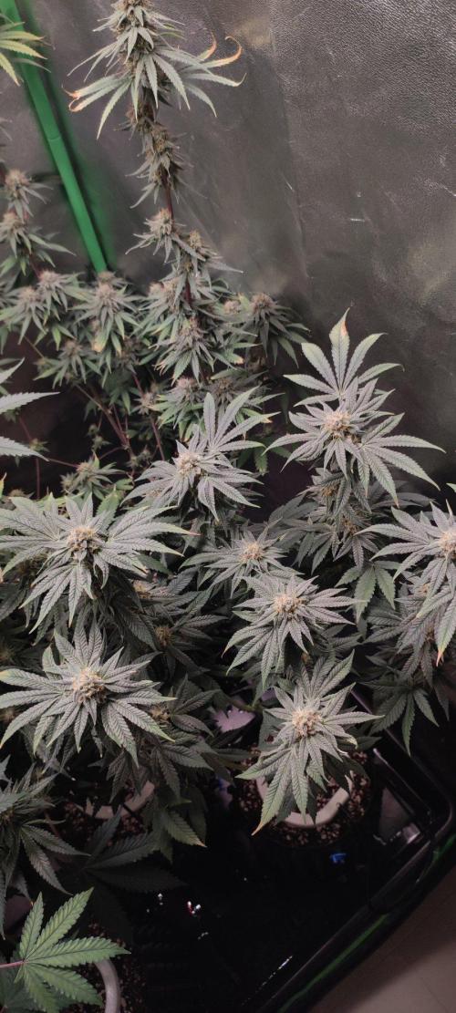Gorilla Candy. Week 12