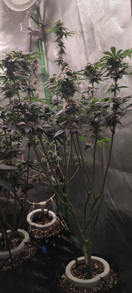 Gorilla Candy. Week 12