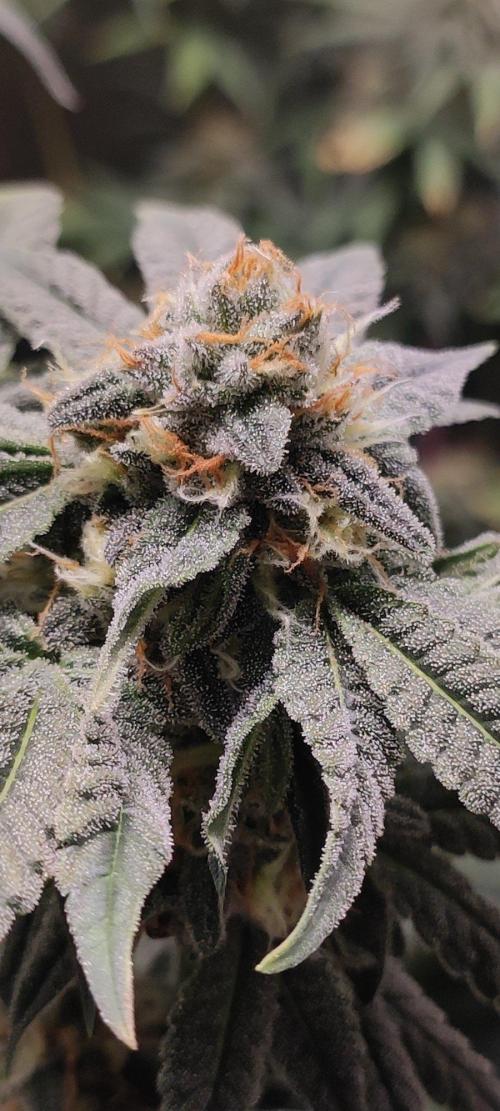 Gorilla Candy. Week 12