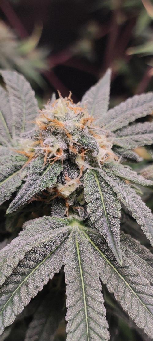 Gorilla Candy. Week 12
