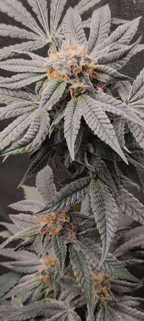Gorilla Candy. Week 12