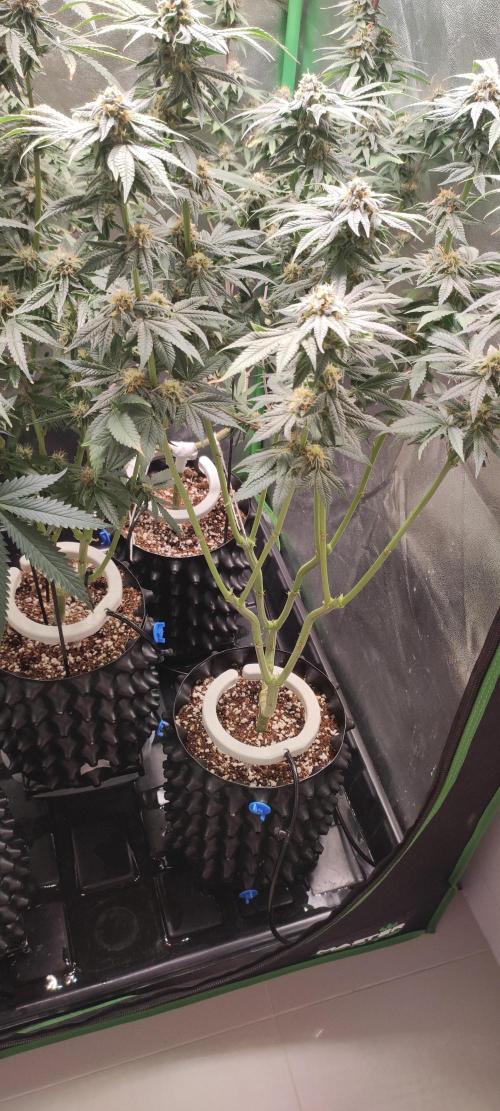 Gorilla Candy. Week 12
