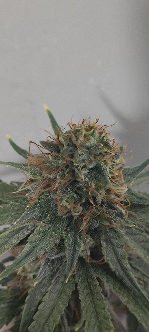 Sherbet. Week 13