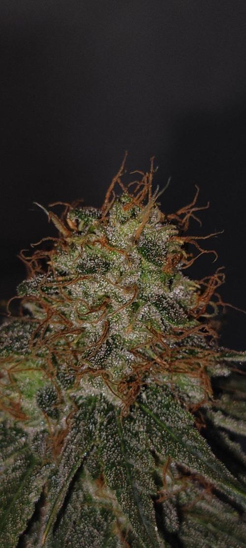 Sherbet. Week 14