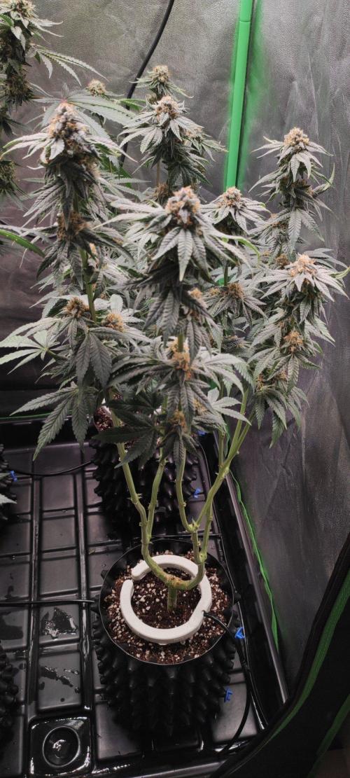 Gorilla Candy. Week 13