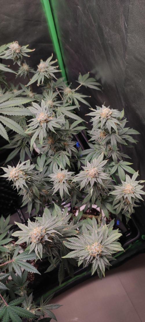 Gorilla Candy. Week 13