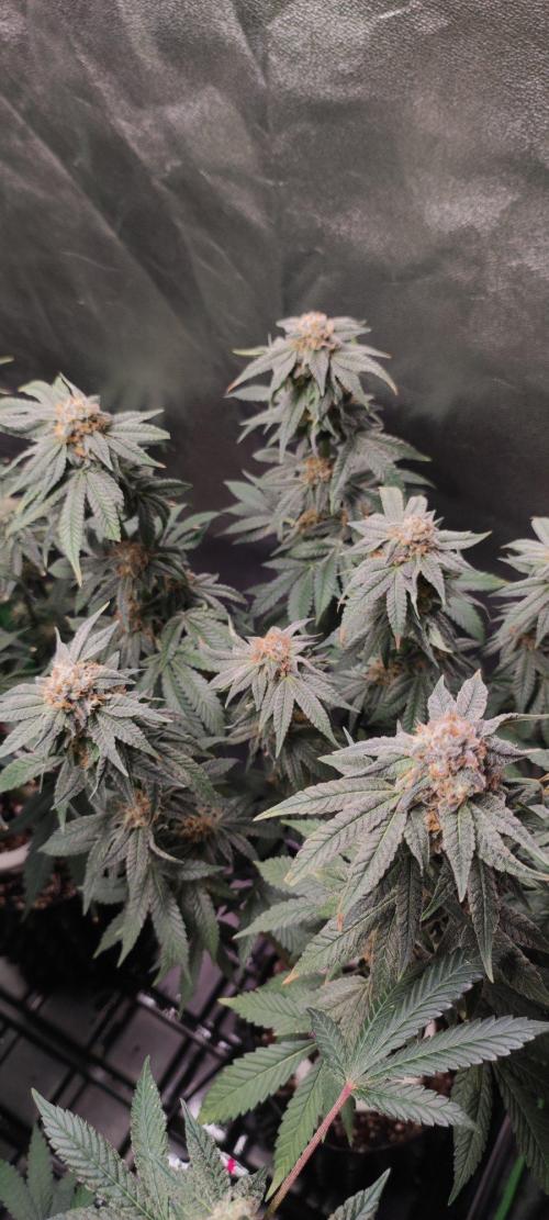 Gorilla Candy. Week 13