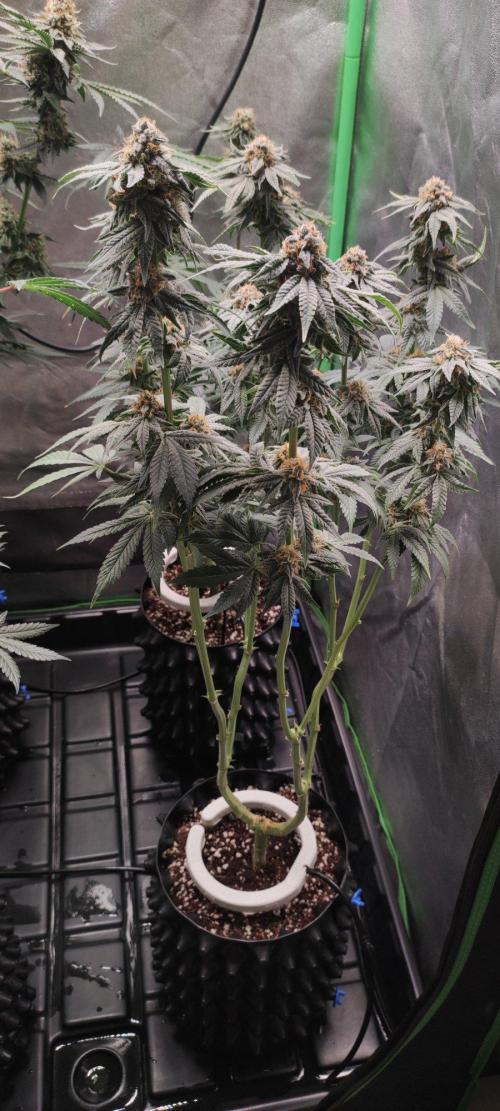 Gorilla Candy. Week 13