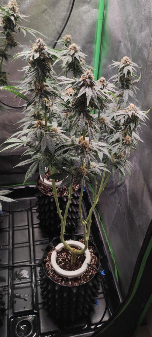 Gorilla Candy. Week 13