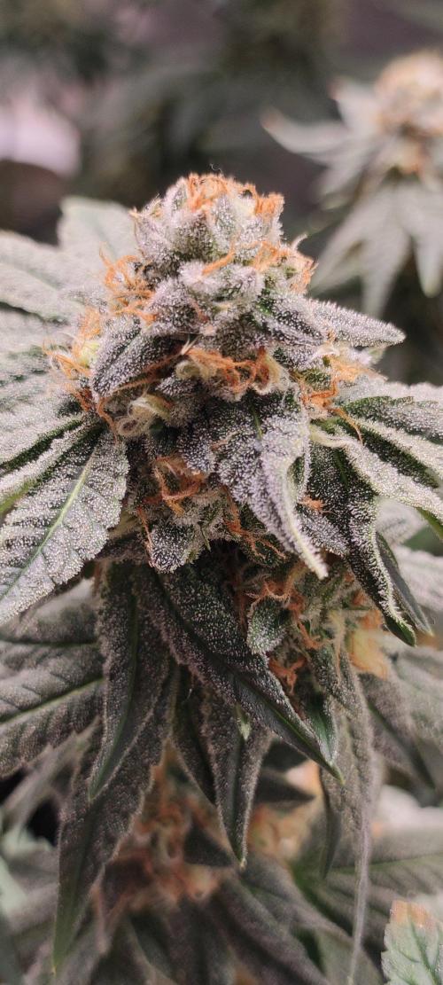 Gorilla Candy. Week 13