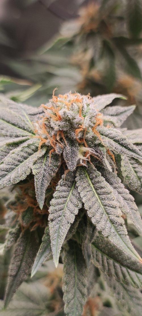 Gorilla Candy. Week 13