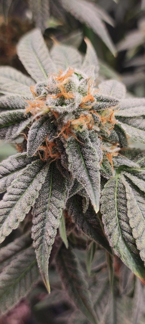 Gorilla Candy. Week 13