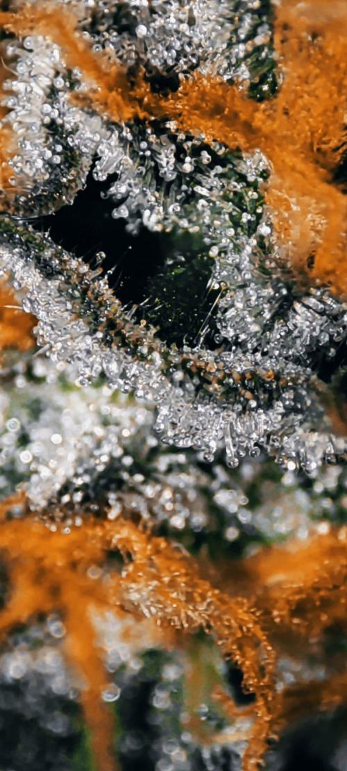 Gorilla Candy. Week 13