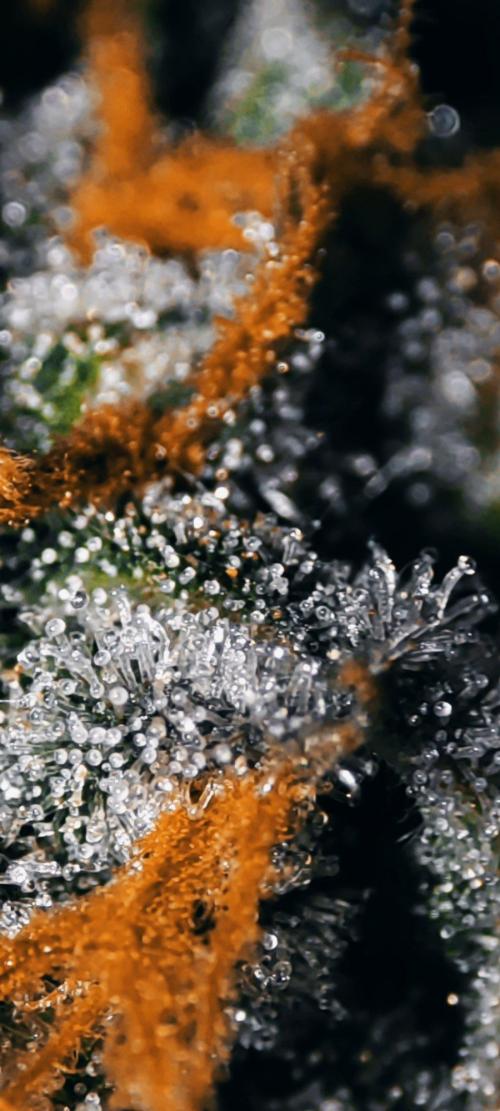 Gorilla Candy. Week 13