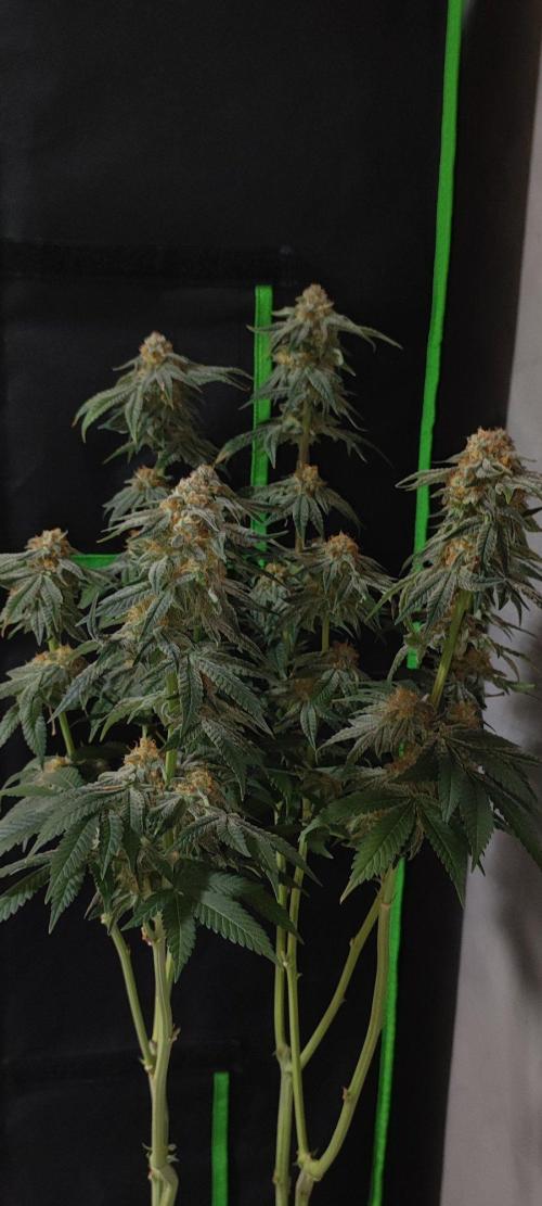 Gorilla Candy. Week 14