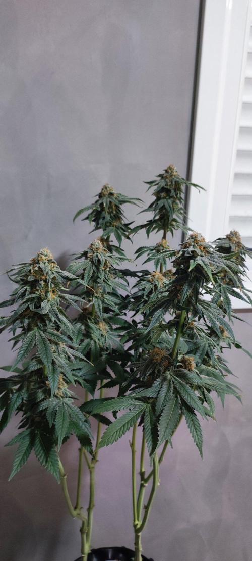 Gorilla Candy. Week 14