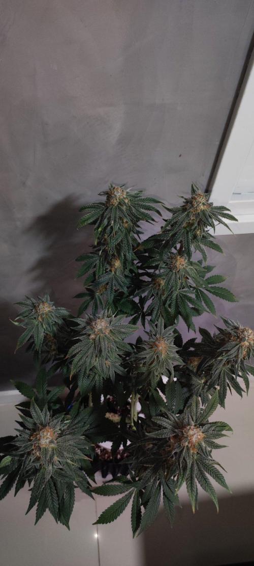Gorilla Candy. Week 14