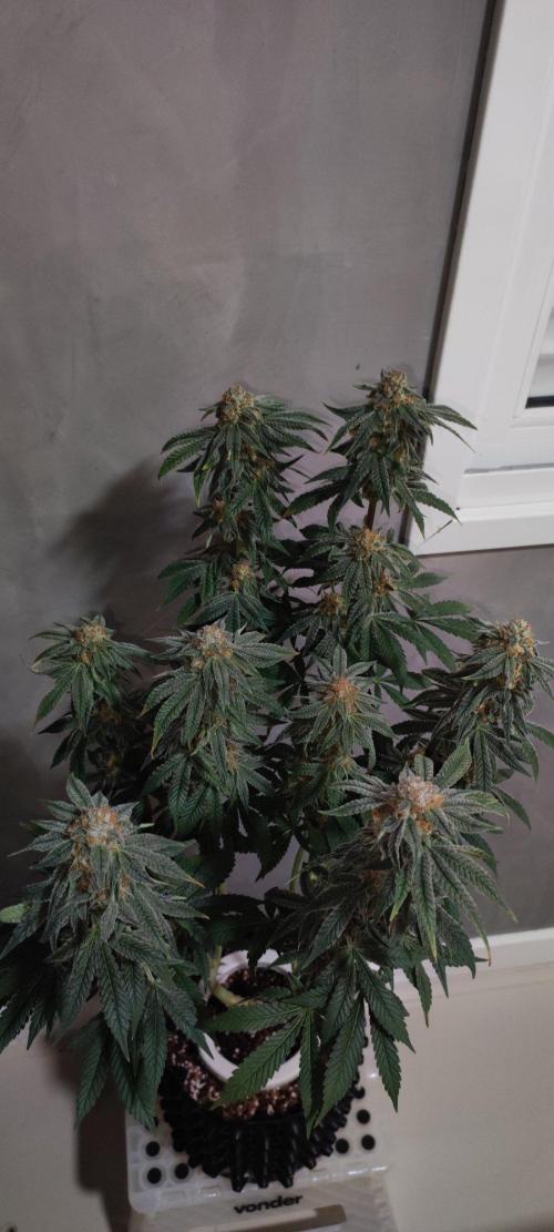 Gorilla Candy. Week 14