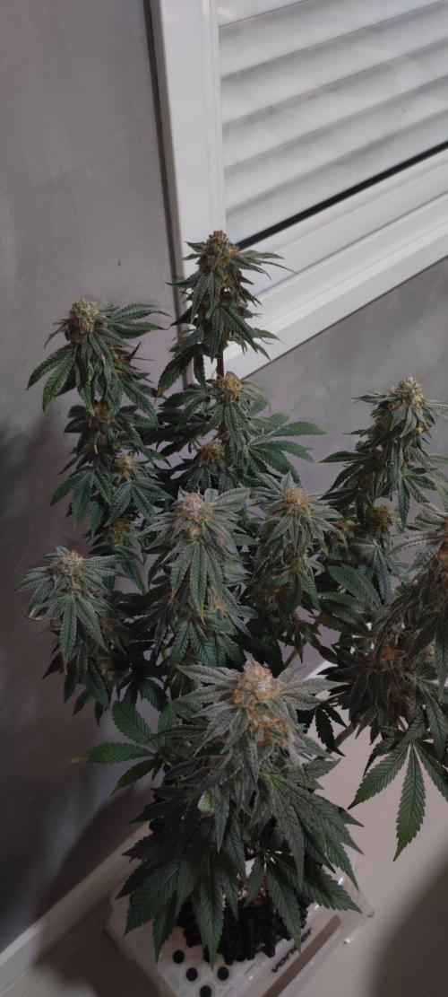 Gorilla Candy. Week 14