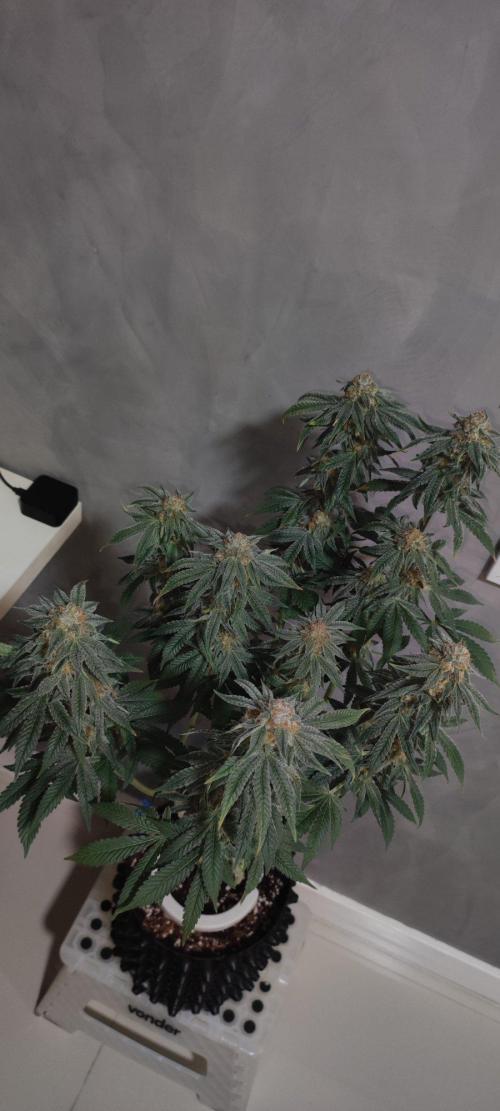 Gorilla Candy. Week 14